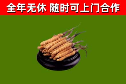 丽江烟酒回收冬虫夏草.jpg