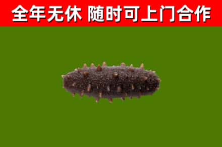 丽江烟酒回收干海参.jpg